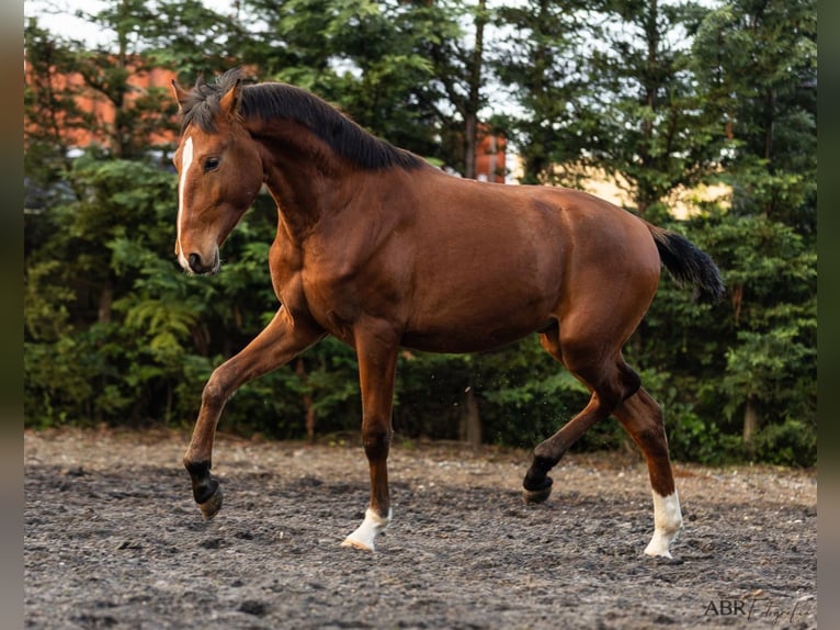 Lusitano Stallion 2 years 15.2 hh Brown in Nogueira da Regedoura
