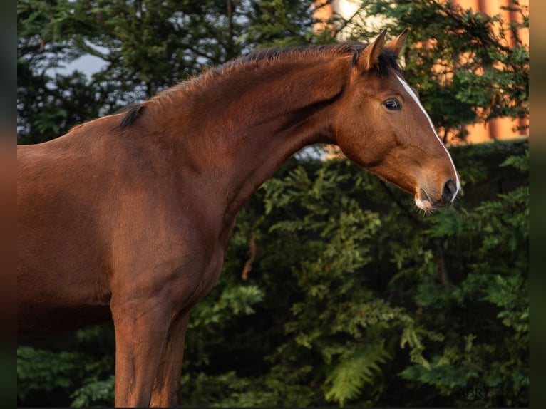 Lusitano Stallion 2 years 15.2 hh Brown in Nogueira da Regedoura