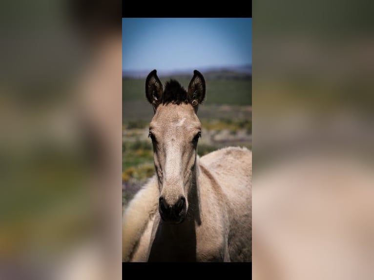 Lusitano Stallion 2 years 15,2 hh Buckskin in Rio Maior