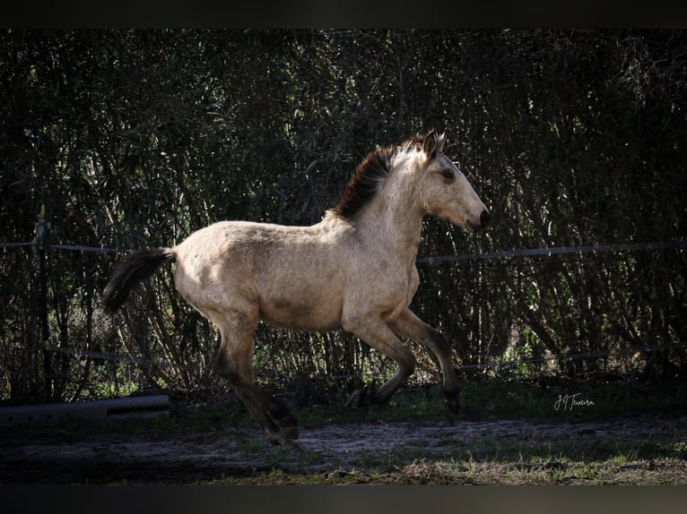 Lusitano Stallion 2 years 15,2 hh Buckskin in Rio Maior