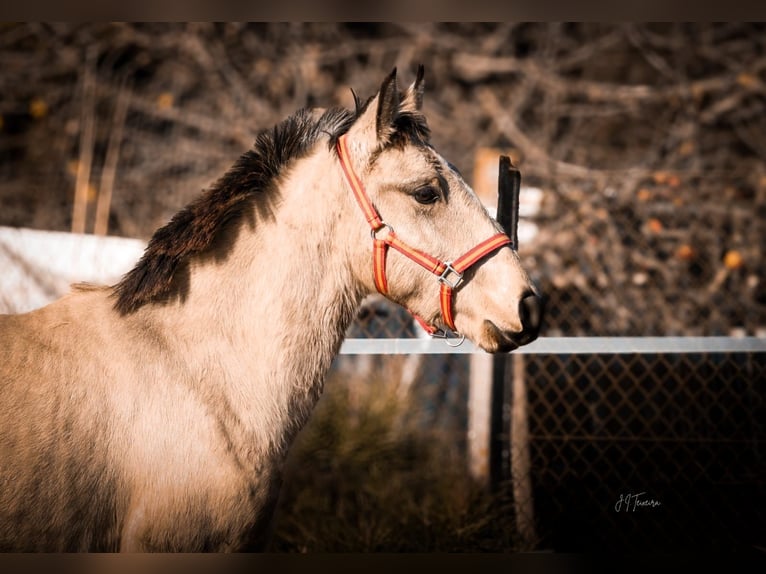 Lusitano Stallion 2 years 15,2 hh Buckskin in Rio Maior