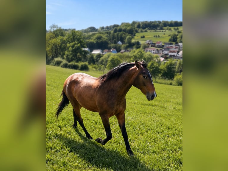 Lusitano Stallion 2 years 15.2 hh Buckskin in Herborn