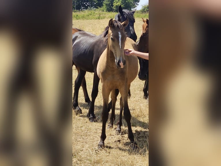 Lusitano Stallion 2 years 15.2 hh Buckskin in Herborn