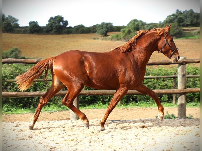 Lusitano Stallion 2 years 15,2 hh Chestnut-Red in Ribamar