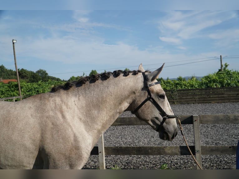 Lusitano Stallion 2 years 15.2 hh Grey in Felgueiras, Porto