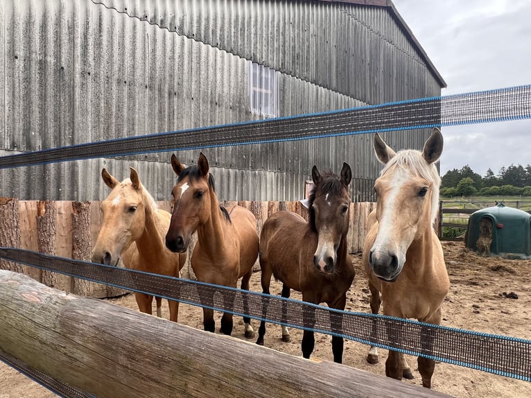 Lusitano Stallion 2 years 15,2 hh Palomino in Postfeld