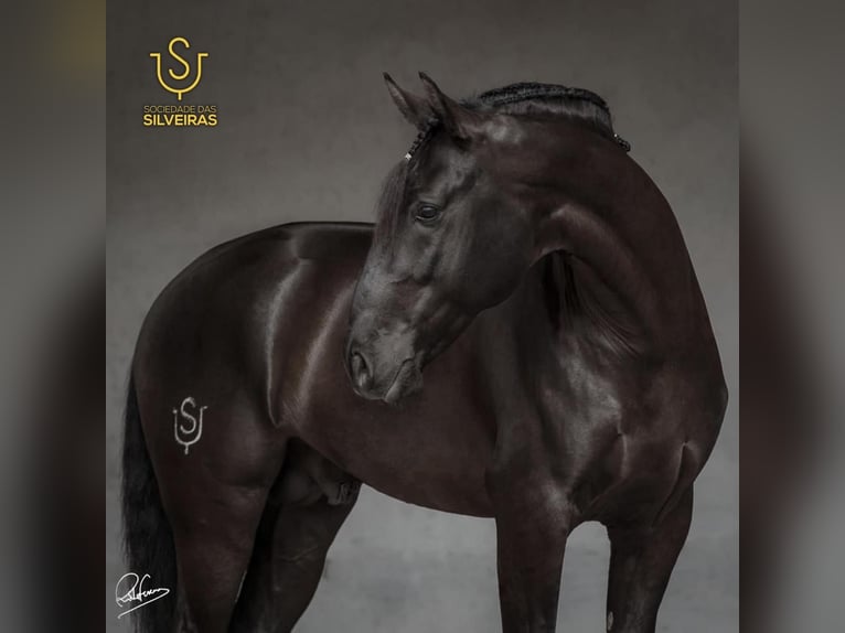 Lusitano Stallion 2 years 15,2 hh Perlino in Rio Major