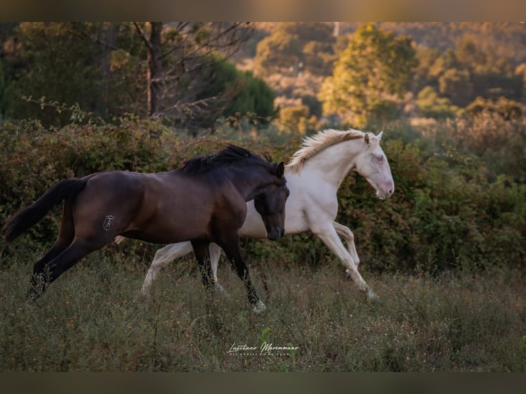 Lusitano Stallion 2 years 15,2 hh Perlino in Rio Major