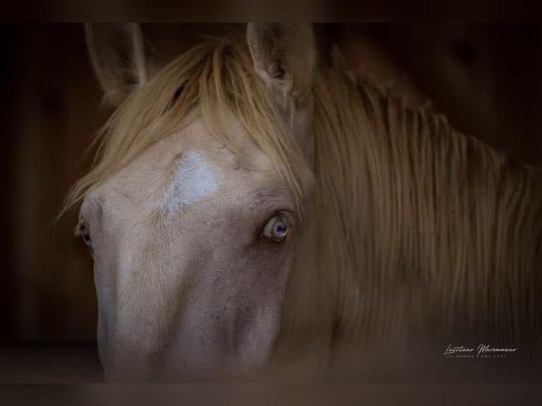 Lusitano Stallion 2 years 15,2 hh Perlino in Rio Major