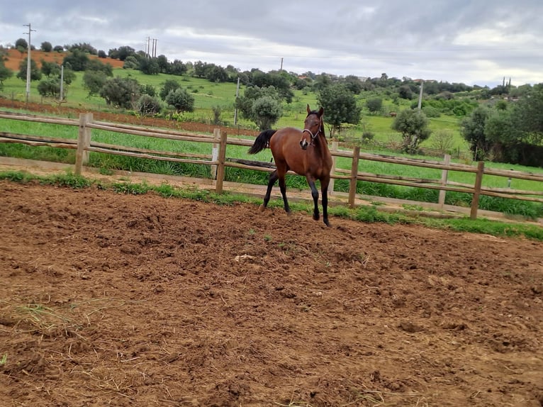 Lusitano Stallion 2 years 15,3 hh Chestnut-Red in Pera