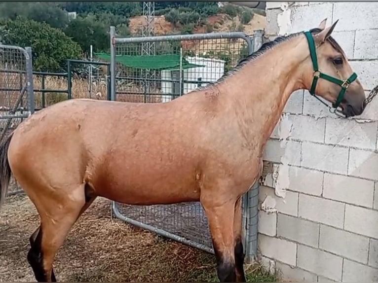 Lusitano Stallion 2 years 15,3 hh Dun in Alcala Del Valle