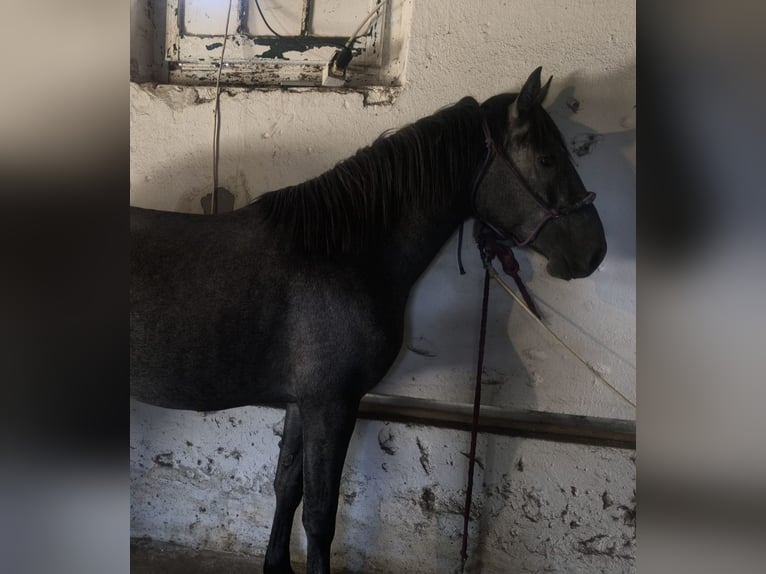 Lusitano Stallion 2 years 15 hh Grey in Castelo branco