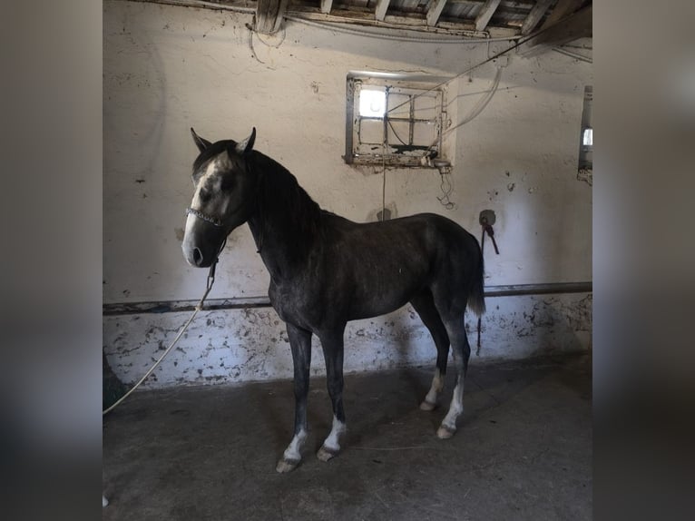 Lusitano Stallion 2 years 15 hh Grey in Castelo branco