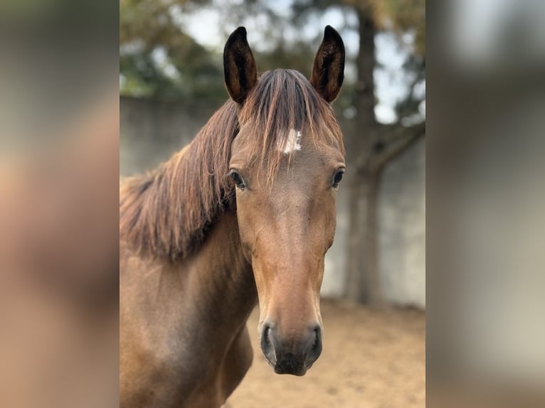Lusitano Mix Stallion 2 years 15,1 hh Bay in Casal do Ralha