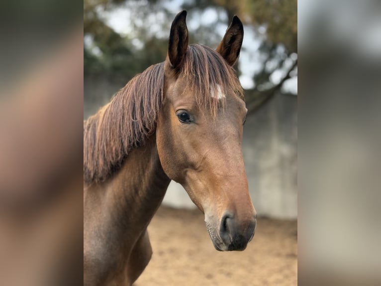 Lusitano Mix Stallion 2 years 15,1 hh Bay in Casal do Ralha