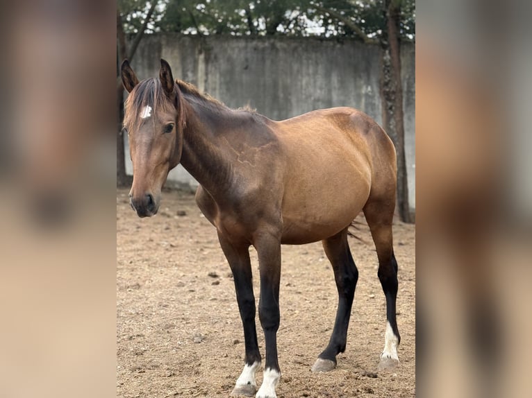 Lusitano Mix Stallion 2 years 15,1 hh Bay in Casal do Ralha