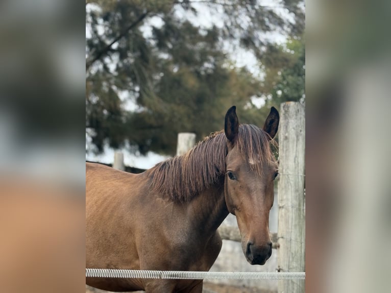 Lusitano Mix Stallion 2 years 15,1 hh Bay in Casal do Ralha