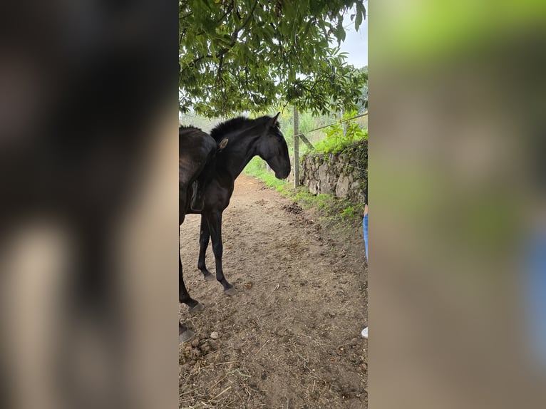 Lusitano Stallion 2 years 15,1 hh Black in Termos
