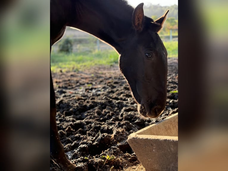 Lusitano Stallion 2 years 15,1 hh Black in Termos