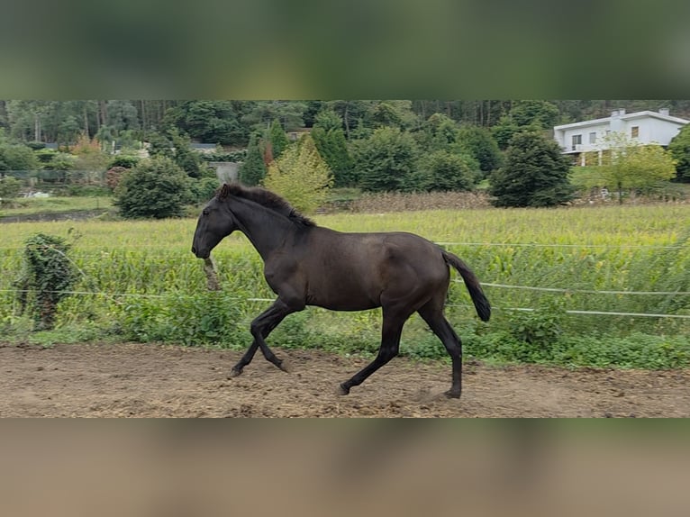 Lusitano Stallion 2 years 15,1 hh Black in Termos