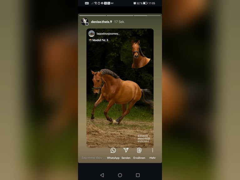Lusitano Stallion 2 years 15,1 hh Brown in Marnheim
