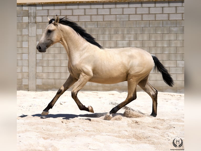 Lusitano Stallion 2 years 15,1 hh Dun in Navalperal De Pinares