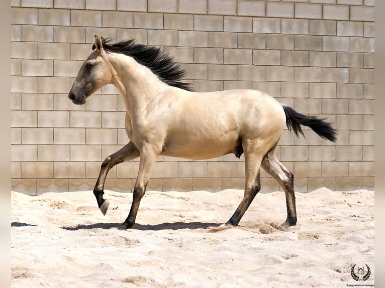 Lusitano Stallion 2 years 15,1 hh Dun in Navalperal De Pinares