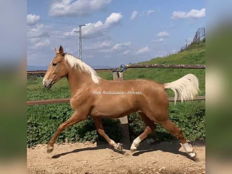 Lusitano Stallion 2 years 15,1 hh Palomino in Sevilla