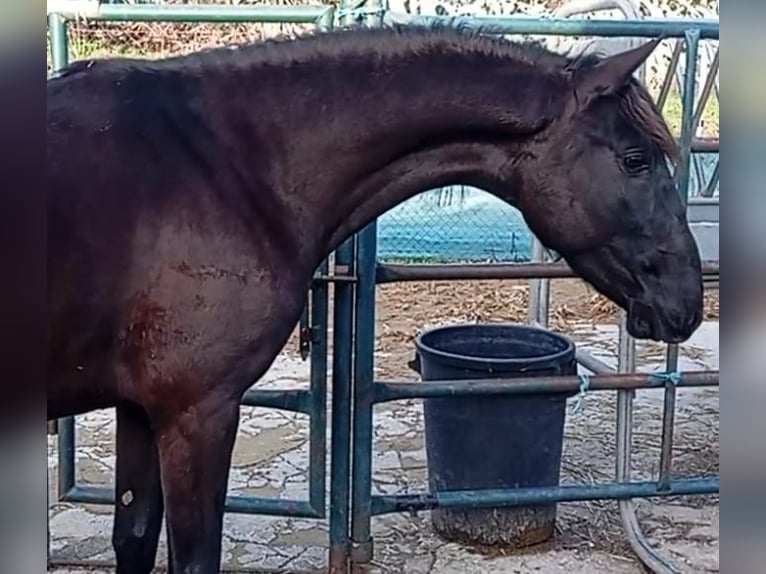Lusitano Stallion 2 years 15,2 hh Black in Las Piñas