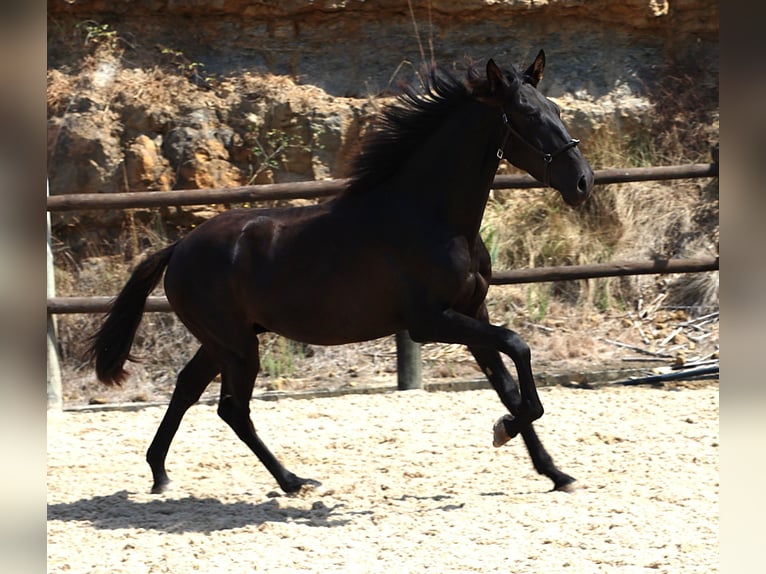 Lusitano Stallion 2 years 15,2 hh Black in Ribamar