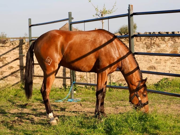 Lusitano Stallion 2 years 15,2 hh Brown in Navas Del Madroño