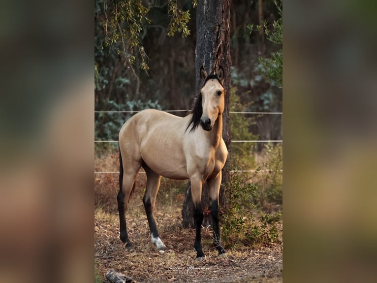 Lusitano Stallion 2 years 15,2 hh Buckskin in Rio Maior