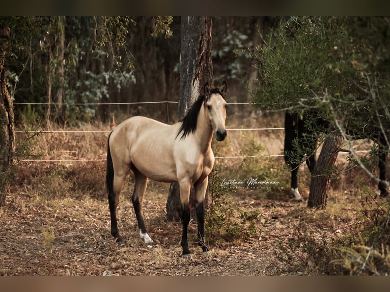 Lusitano Stallion 2 years 15,2 hh Buckskin in Rio Maior