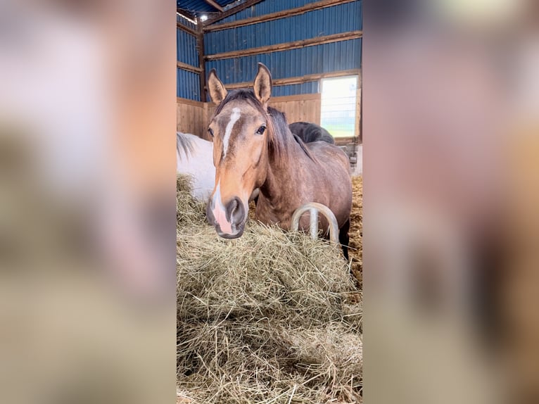 Lusitano Stallion 2 years 15,2 hh Buckskin in Herborn