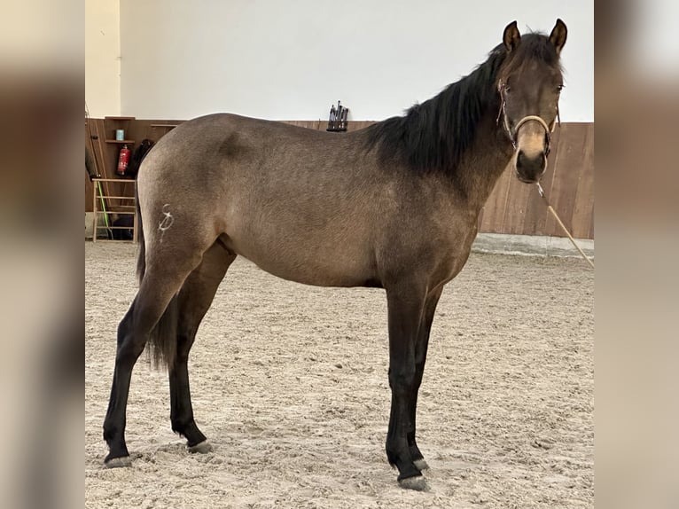 Lusitano Stallion 2 years 15,2 hh Dun in Bedburg