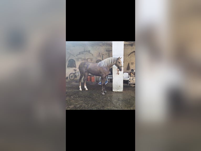 Lusitano Stallion 2 years 15,2 hh Pearl in Avila