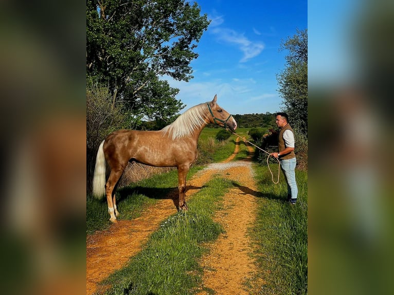 Lusitano Stallion 2 years 15,2 hh Pearl in Avila