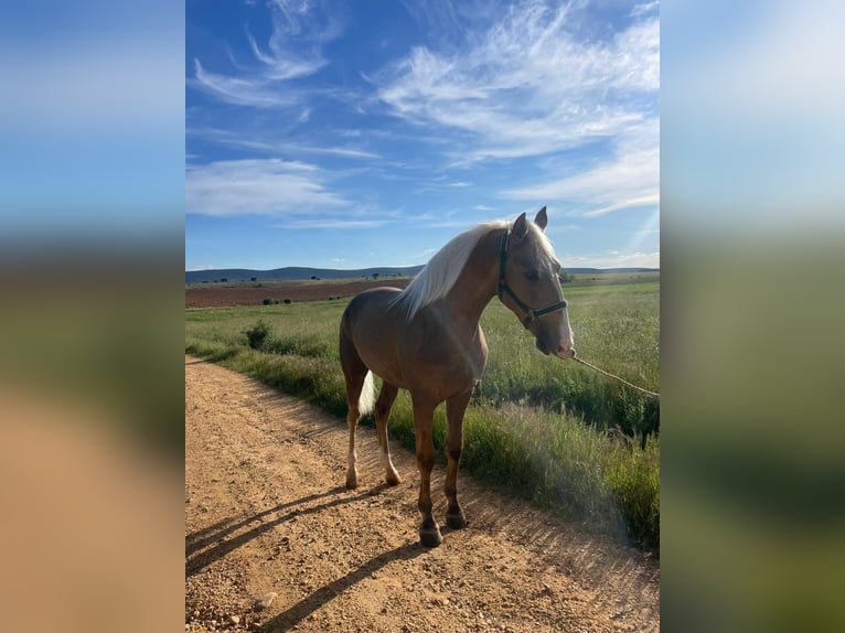 Lusitano Stallion 2 years 15,2 hh Pearl in Avila