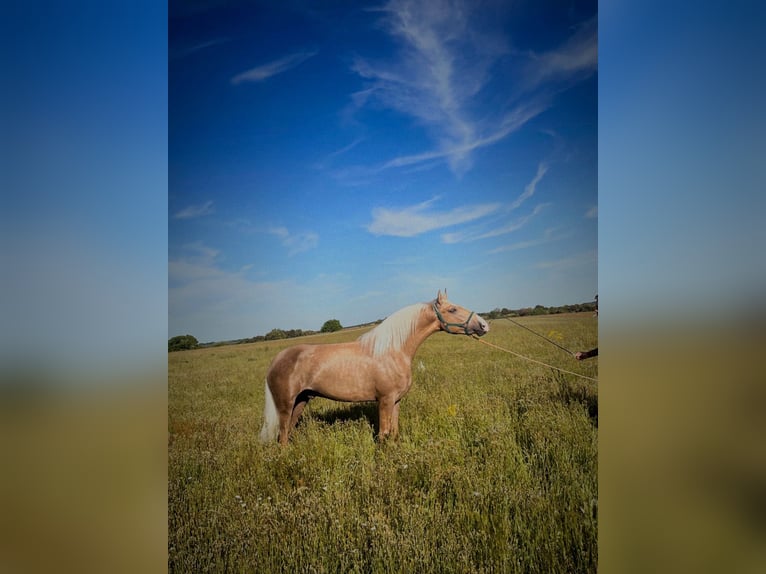 Lusitano Stallion 2 years 15,2 hh Pearl in Avila