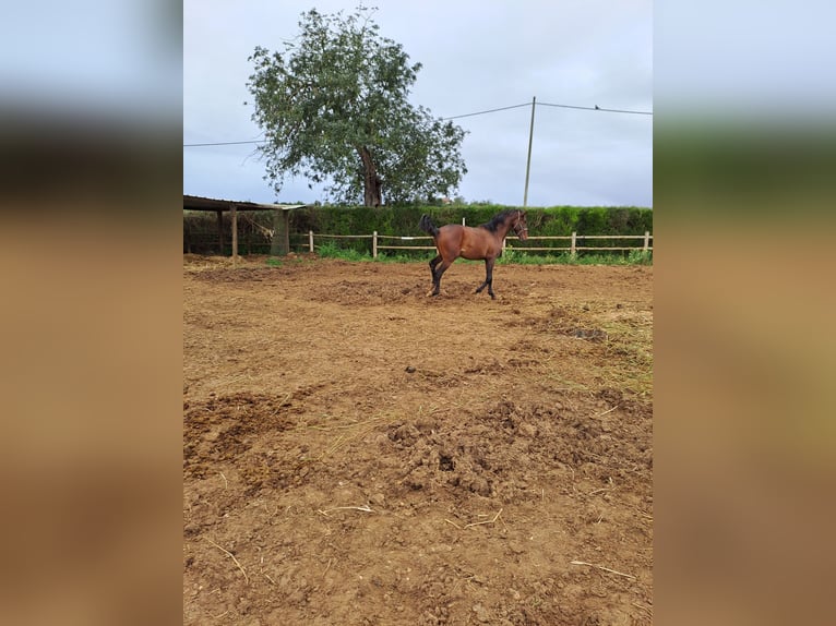 Lusitano Stallion 2 years 15,3 hh Chestnut-Red in Pera