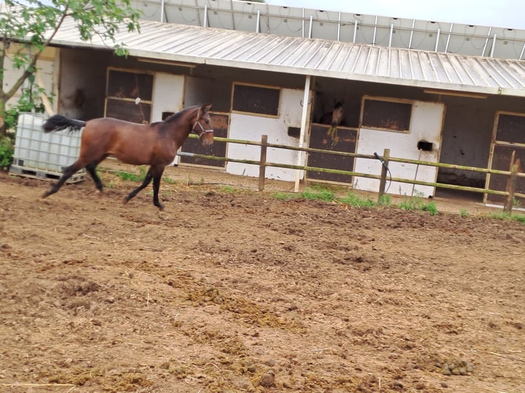 Lusitano Stallion 2 years 15,3 hh Chestnut-Red in Pera