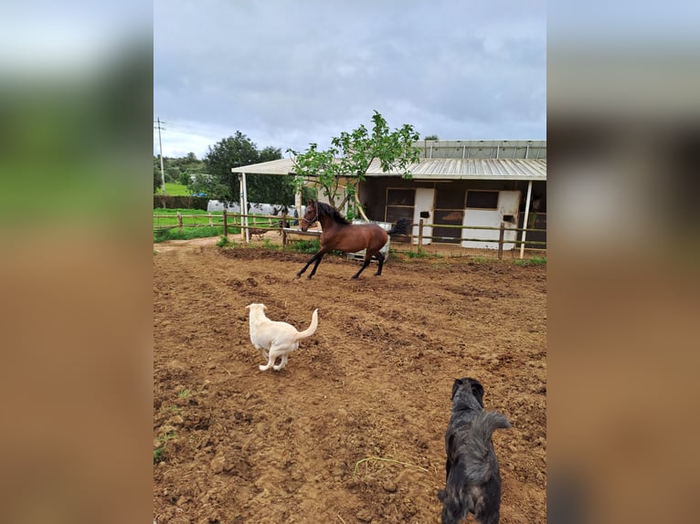 Lusitano Stallion 2 years 15,3 hh Chestnut-Red in Pera