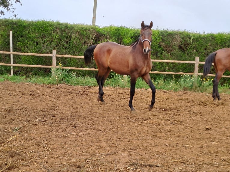 Lusitano Stallion 2 years 15,3 hh Chestnut-Red in Pera