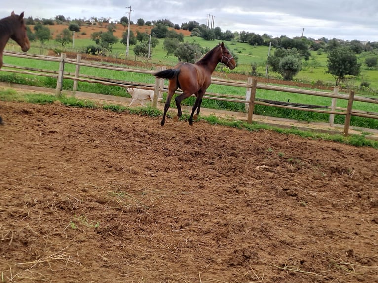 Lusitano Stallion 2 years 15,3 hh Chestnut-Red in Pera