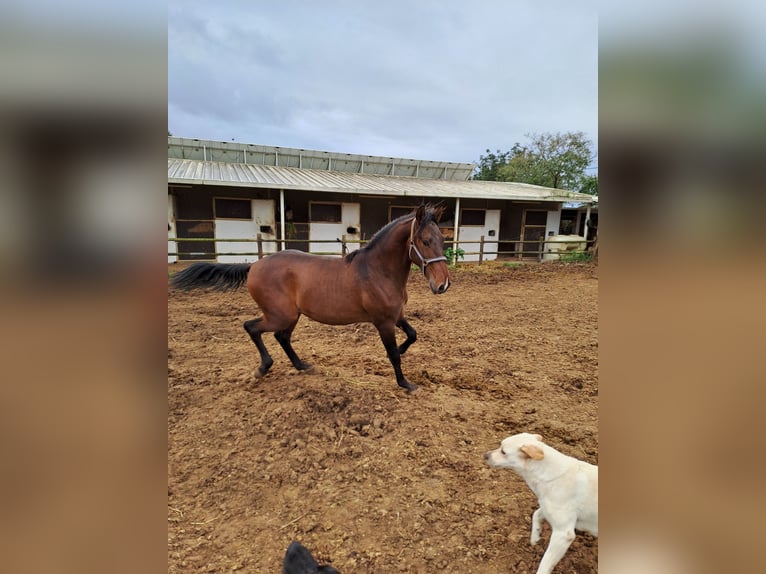Lusitano Stallion 2 years 15,3 hh Chestnut-Red in Pera