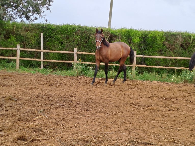 Lusitano Stallion 2 years 15,3 hh Chestnut-Red in Pera