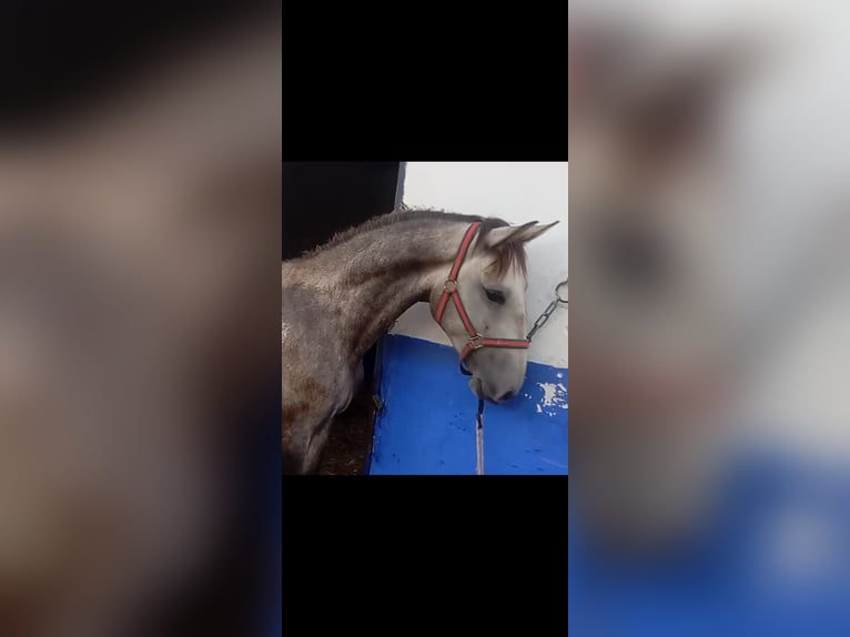 Lusitano Stallion 2 years 15,3 hh Grey in Las Pi&#xF1;as