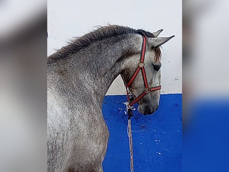 Lusitano Stallion 2 years 15,3 hh Grey in Las Pi&#xF1;as