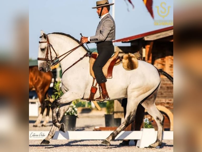 Lusitano Stallion 2 years 15,3 hh Grey in Las Pi&#xF1;as