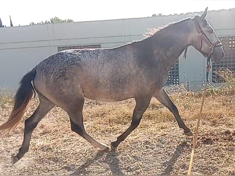 Lusitano Stallion 2 years 15,3 hh Grey in Las Pi&#xF1;as
